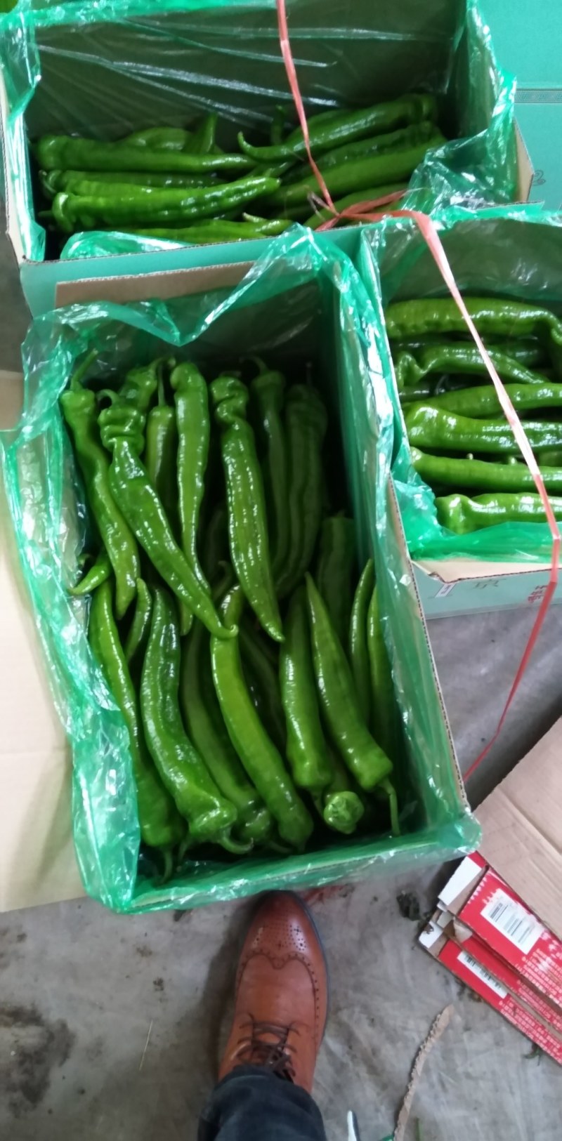 黄皮羊角尖椒产地直销