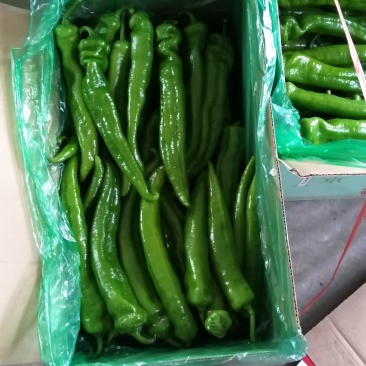 黄皮羊角尖椒产地直销