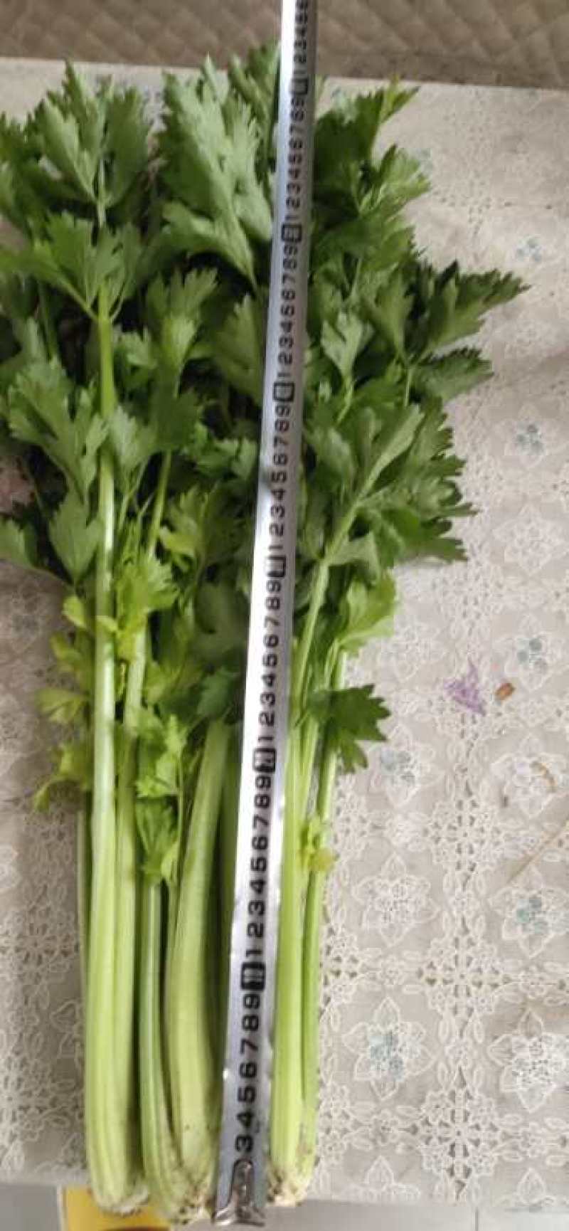 黄心西芹叶片好颜色好