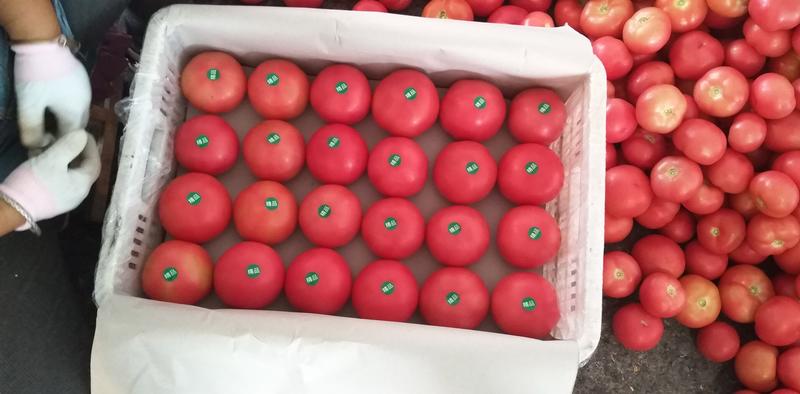 西红柿硬粉西红柿颜色好