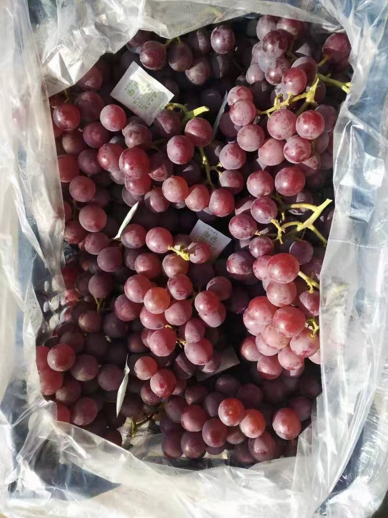 河北石家庄晋州巨峰葡萄精品礼盒产地直供货源充足质量有保障