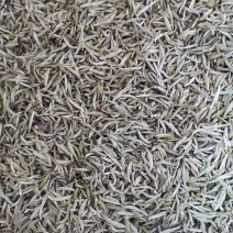 福鼎白茶米针2020年白毫银针500克，125克一铁盒