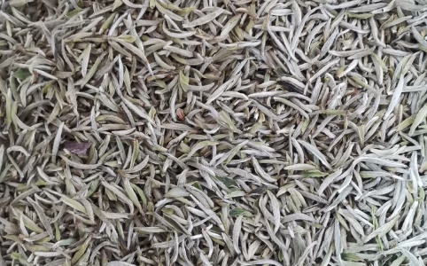 福建白毫银针产地货源批发价格行情