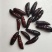 【蚕蛹】豆虫蛹大蛹，蚕蛹，蛹，松蛹，豆虫蛹，昆虫质量保证