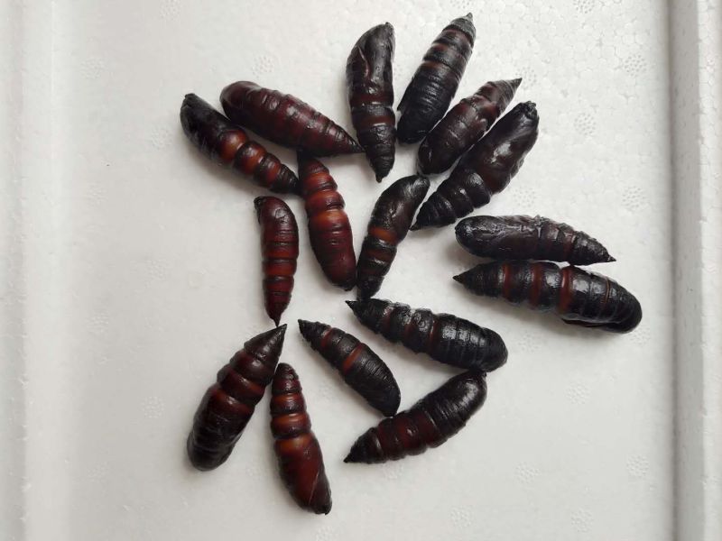 【蚕蛹】豆虫蛹大蛹，蚕蛹，蛹，松蛹，豆虫蛹，昆虫质量保证