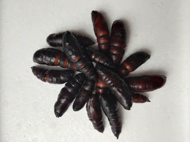 【蚕蛹】豆虫蛹大蛹，蚕蛹，蛹，松蛹，豆虫蛹，昆虫质量保证