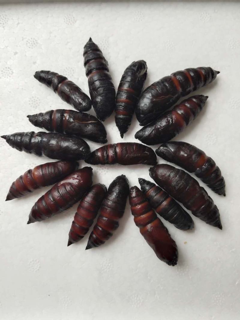 【蚕蛹】豆虫蛹大蛹，蚕蛹，蛹，松蛹，豆虫蛹，昆虫质量保证