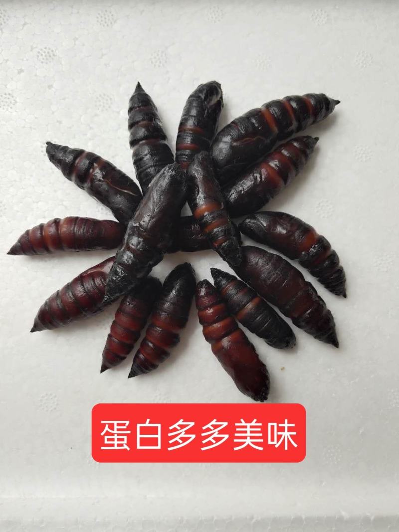 【蚕蛹】豆虫蛹大蛹，蚕蛹，蛹，松蛹，豆虫蛹，昆虫质量保证