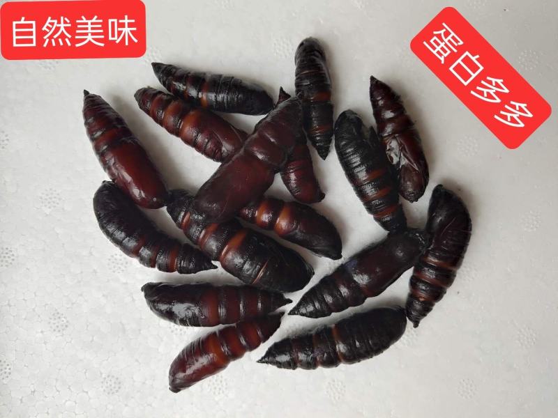 【蚕蛹】豆虫蛹大蛹，蚕蛹，蛹，松蛹，豆虫蛹，昆虫质量保证