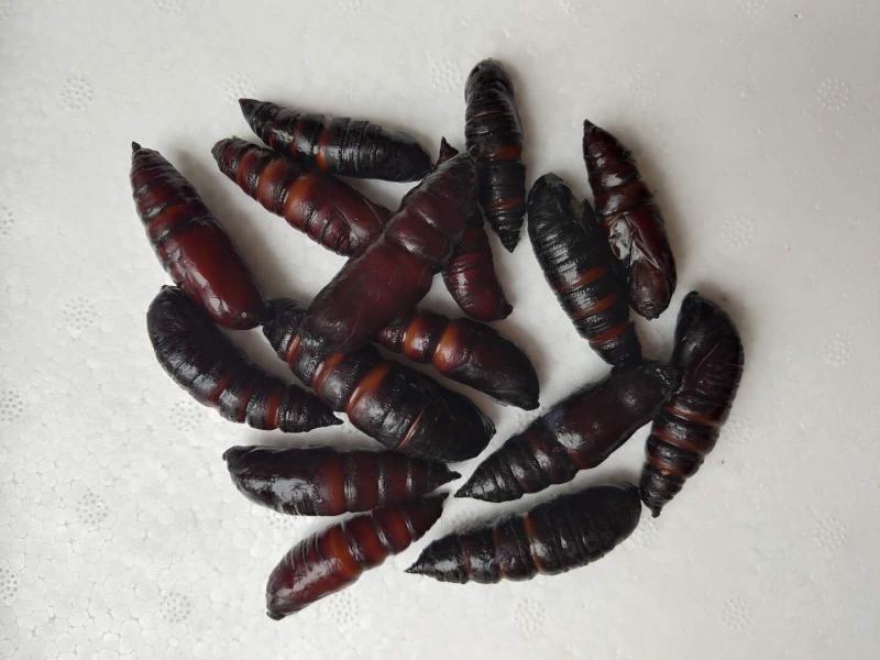 【蚕蛹】豆虫蛹大蛹，蚕蛹，蛹，松蛹，豆虫蛹，昆虫质量保证
