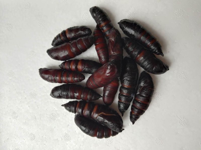 【蚕蛹】豆虫蛹大蛹，蚕蛹，蛹，松蛹，豆虫蛹，昆虫质量保证