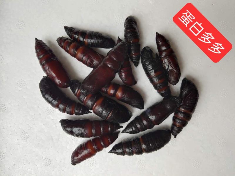 【蚕蛹】豆虫蛹大蛹，蚕蛹，蛹，松蛹，豆虫蛹，昆虫质量保证