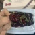 【产地直供】新西兰空运KORDIA车厘子28mm4斤