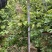 嘉宝果早生四季红妃3年美植袋苗高60公分以上