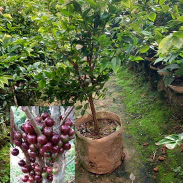 嘉宝果早生四季红妃3年美植袋苗高60公分以上