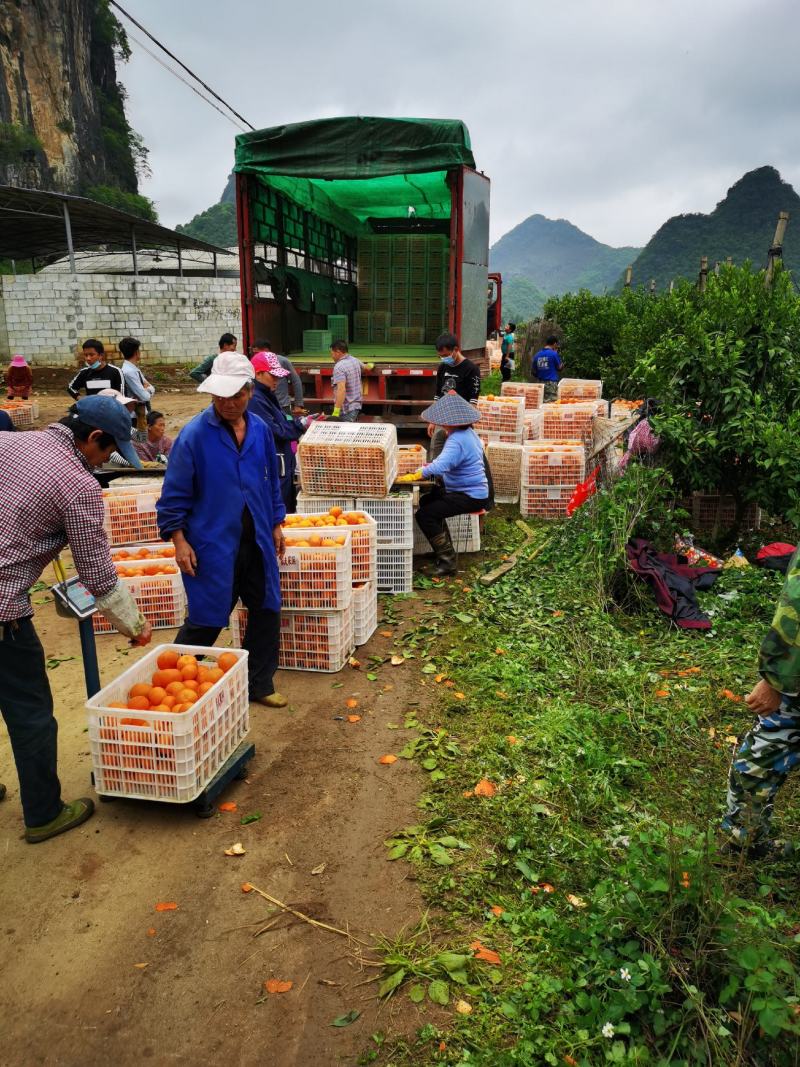 正宗广西精品沃柑65起步细皮全红清甜多汁产地直供代办代发