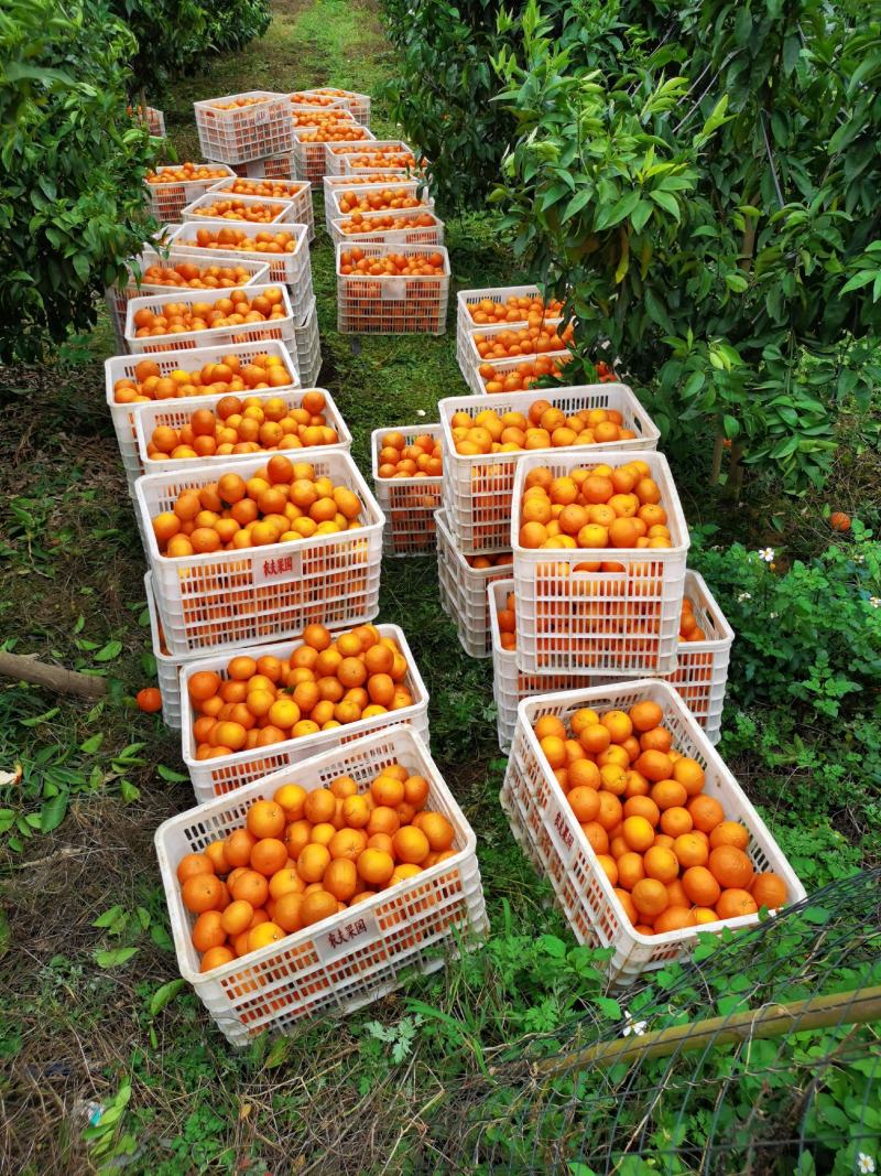 正宗广西精品沃柑65起步细皮全红清甜多汁产地直供代办代发