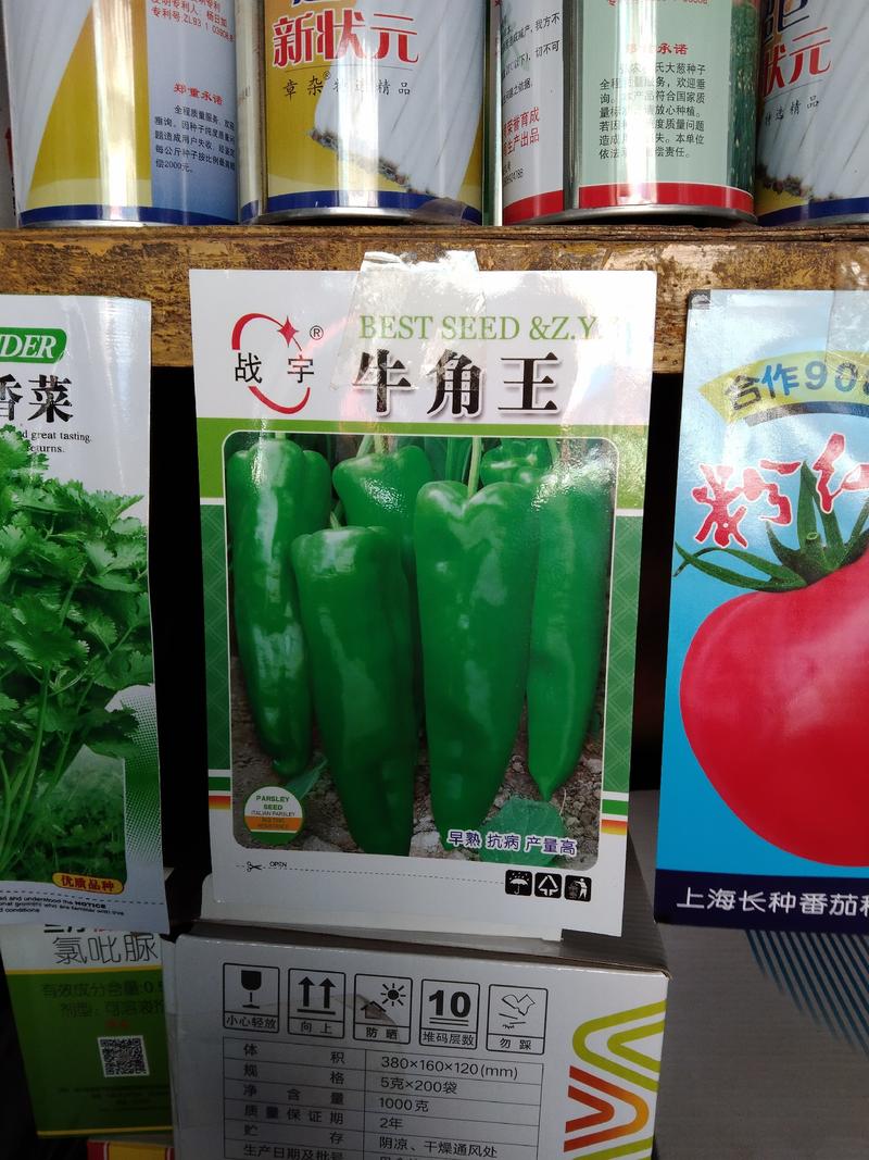 中辣500线椒种子，特长线椒种子新突破，高产，抗病，浅绿