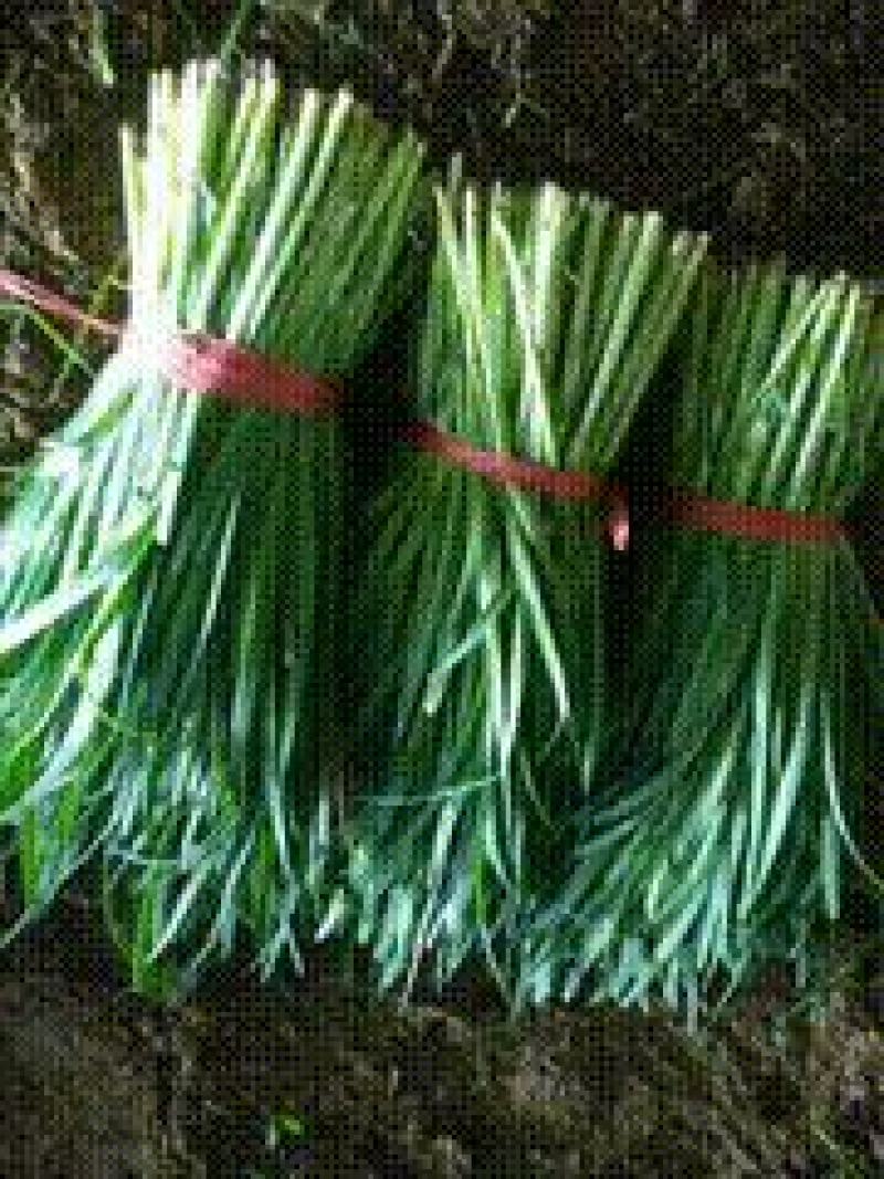 凌海韭菜大量质量好铲地直销欢迎光临整车发货。
