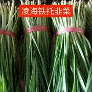 凌海韭菜大量质量好铲地直销欢迎光临整车发货。