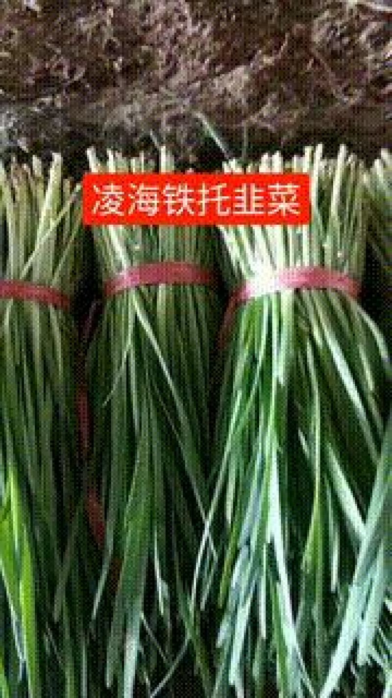 凌海韭菜大量质量好铲地直销欢迎光临整车发货。