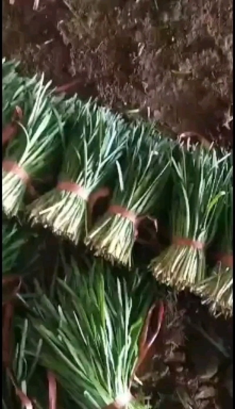 凌海韭菜大量质量好铲地直销欢迎光临整车发货。