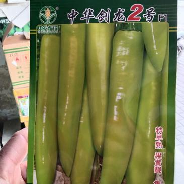 中华剑龙2号，黄皮椒种子，特早熟，果黄靓，产量高，