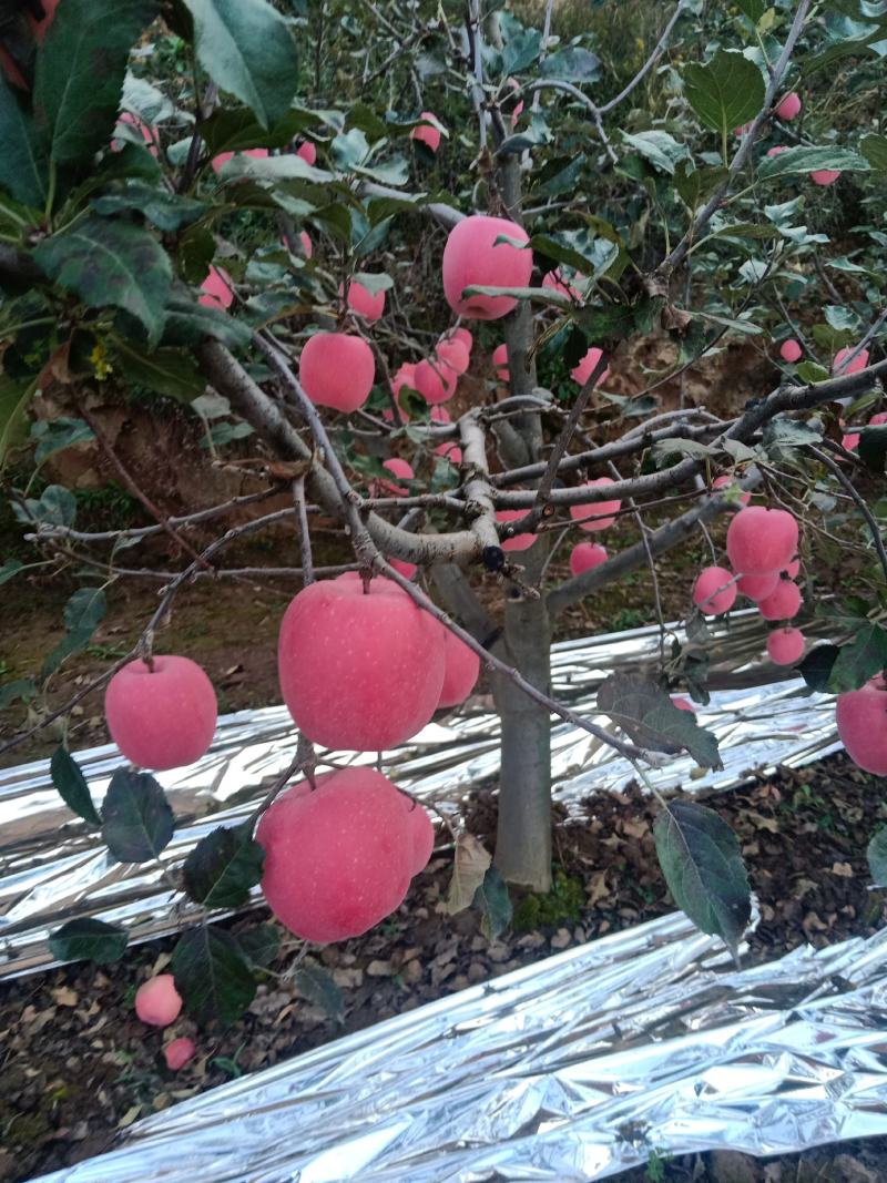 红富士苹果，高山货数量有限，欲购从速