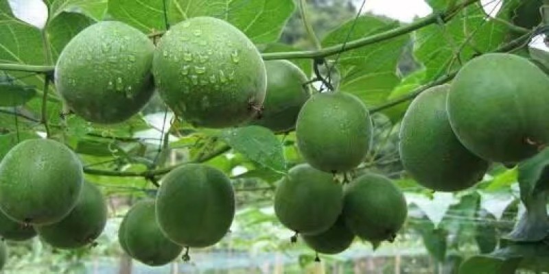 广西桂林罗汉果脱水果低温罗汉果批发各种规格齐全