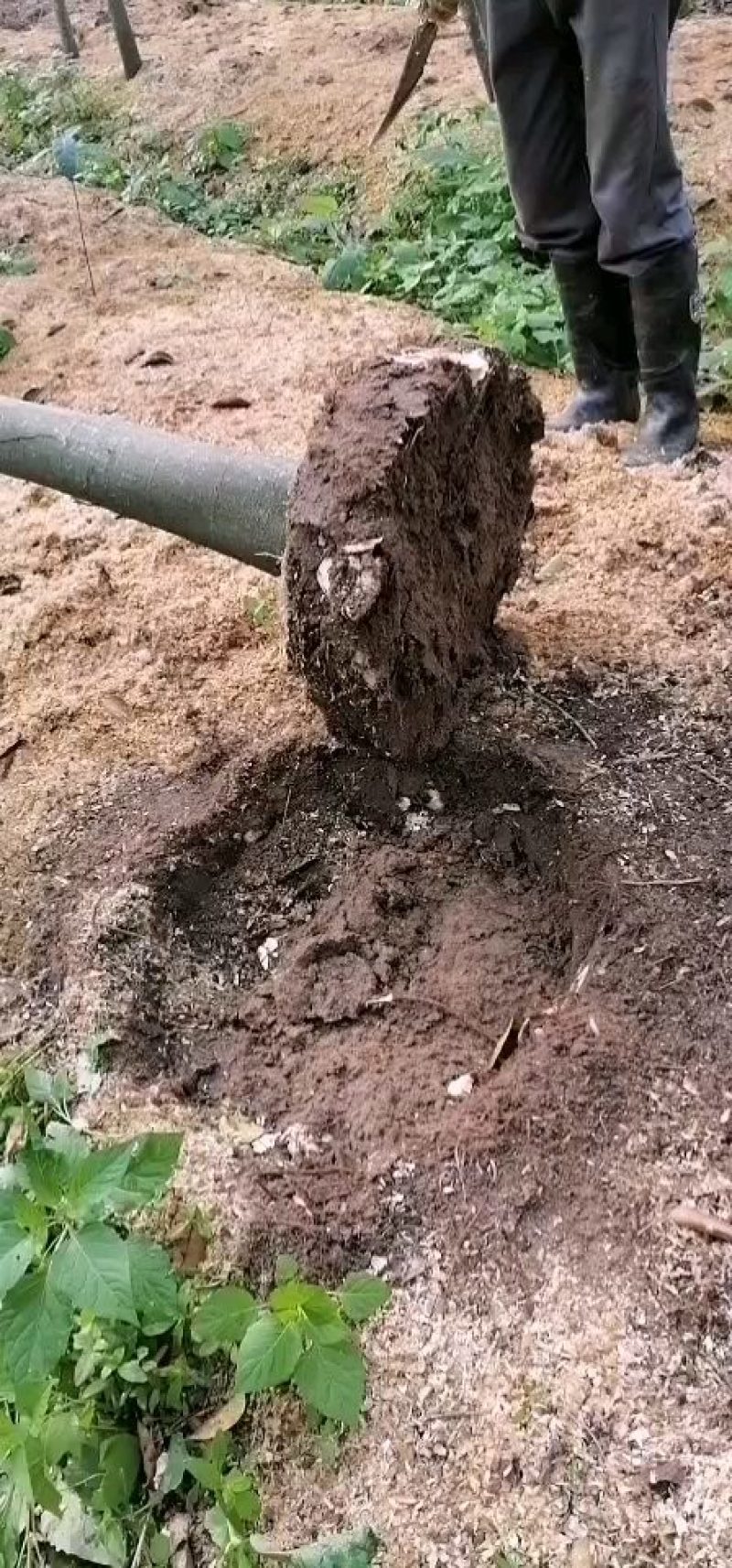 供应十年生，湿胞大树菠萝树