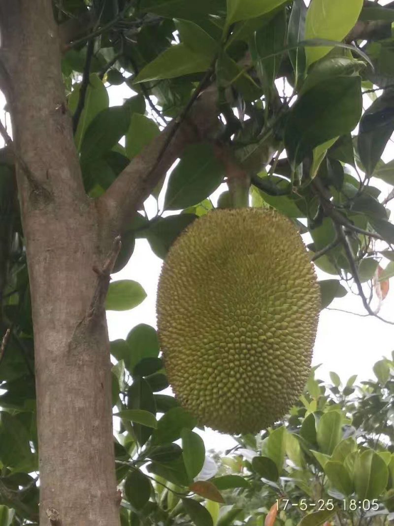 供应十年生，湿胞大树菠萝树
