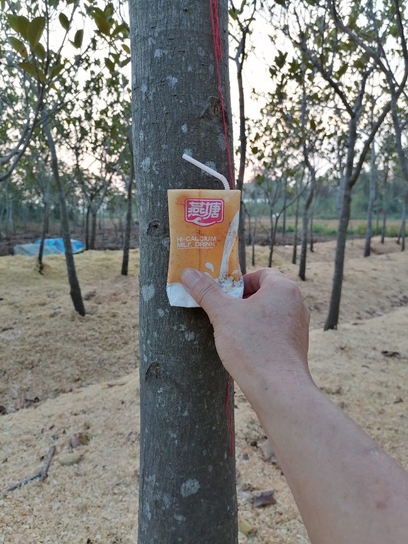 供应十年生，湿胞大树菠萝树