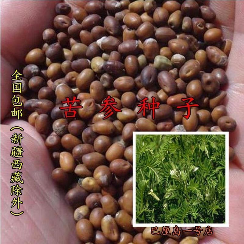 出售新采苦参种子中药材种子苦参种籽散装四季播种抗旱易管理