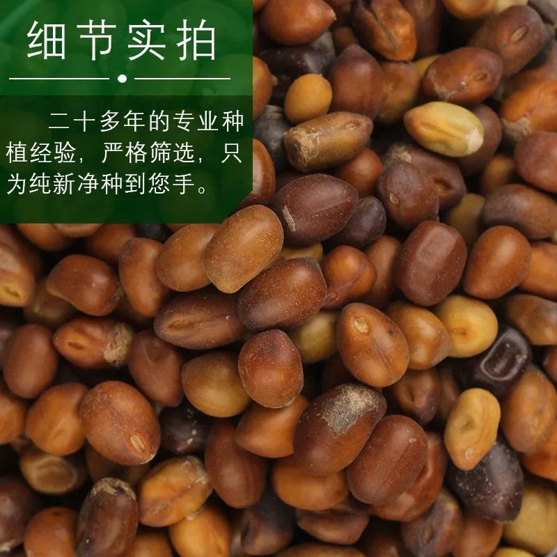 出售新采苦参种子中药材种子苦参种籽散装四季播种抗旱易管理