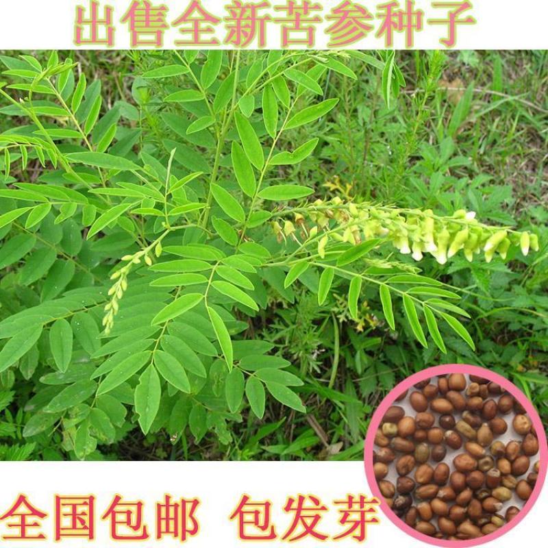 出售新采苦参种子中药材种子苦参种籽散装四季播种抗旱易管理