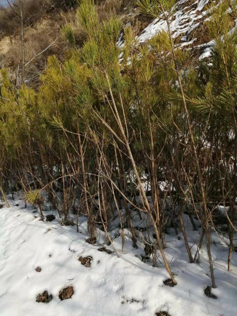 油松，油松杯苗，油松大田1.5米到2.5米货源充足，