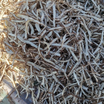 新货无硫当归归腿节子片【甘肃特产】当归腿切片中药当归藤