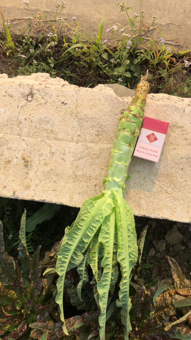 红叶莴笋