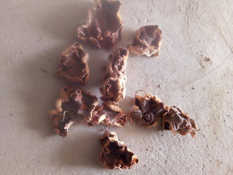 产地直销榆耳，白木耳，小白木耳，羊肚耳，黑木耳，毛木耳。