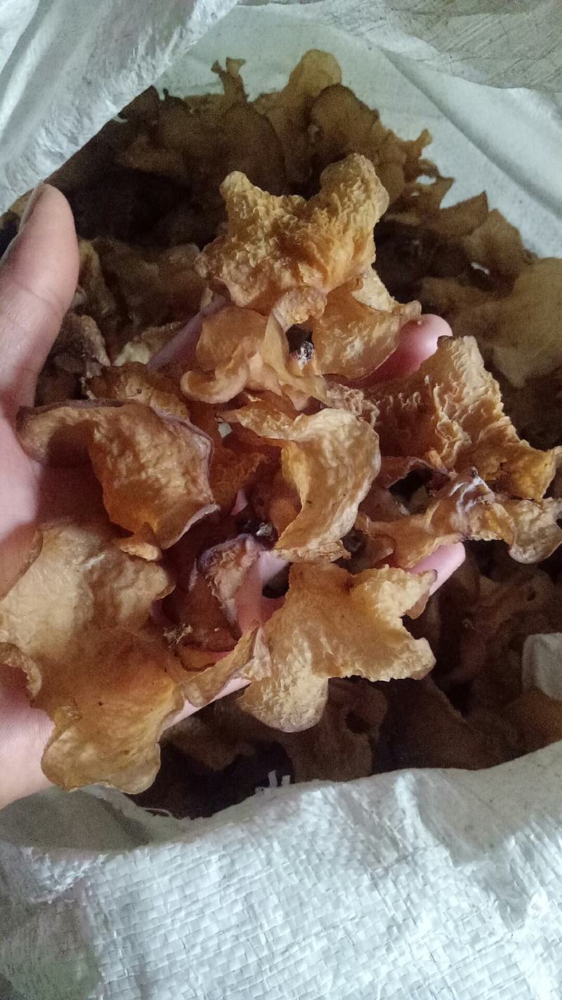 产地直销榆耳，白木耳，小白木耳，羊肚耳，黑木耳，毛木耳。