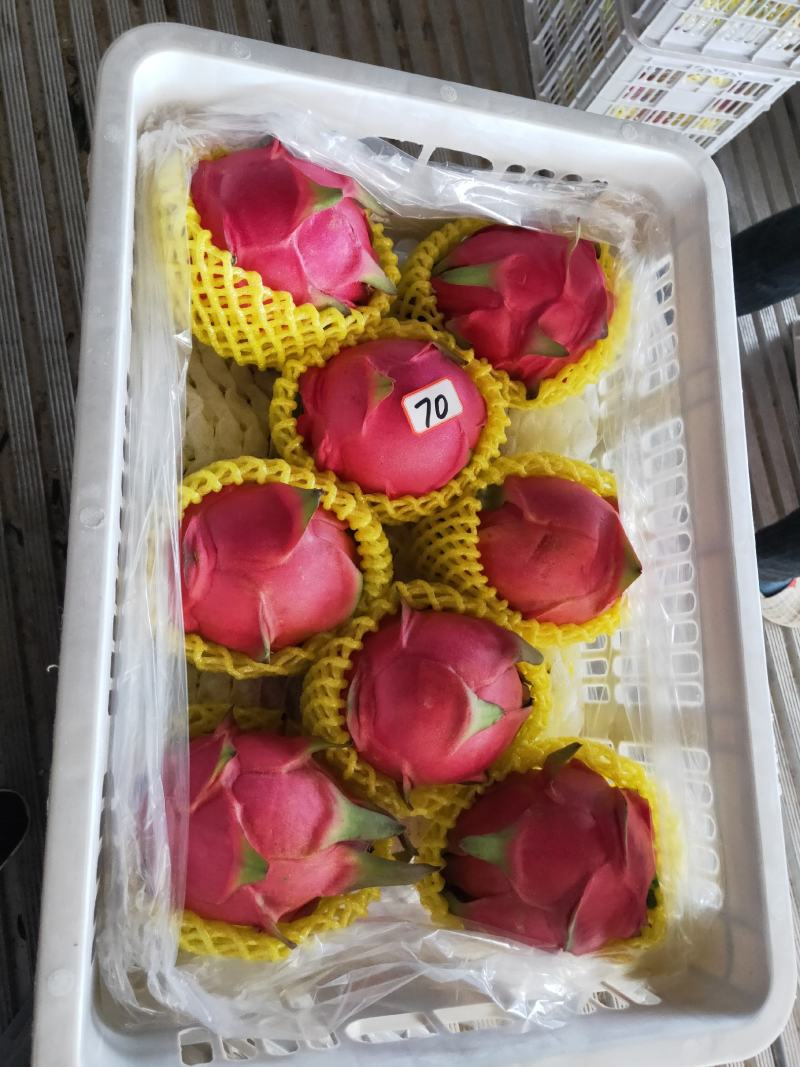精品红心火龙果个大质优产地直供一手货源发货全国