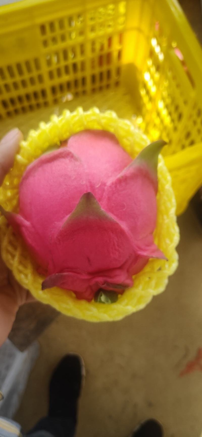精品红心火龙果个大质优产地直供一手货源发货全国