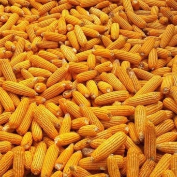 出售黄玉米，水分干颗粒饱满