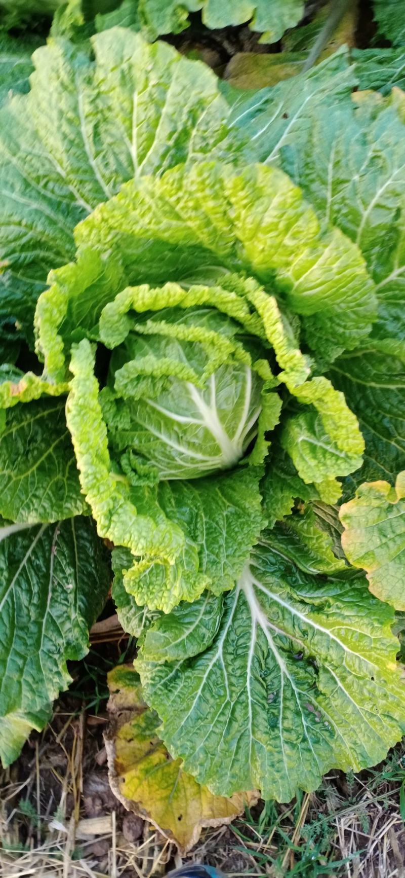 大白菜，北京三号大量上市中