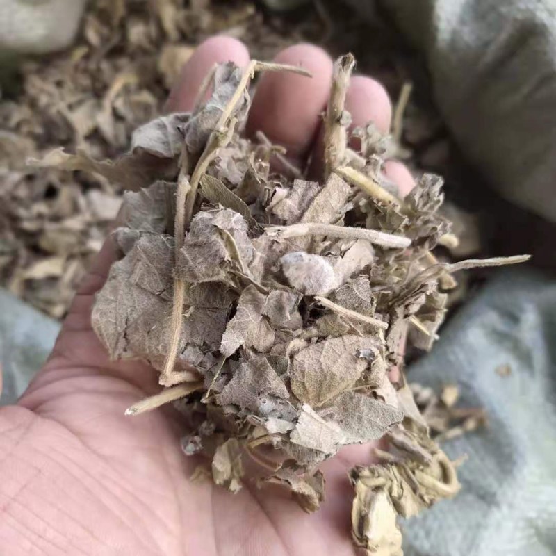 寻骨风产地直供支持线上交易可搭配多品种采购大货联系