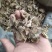 寻骨风产地直供支持线上交易可搭配多品种采购大货联系