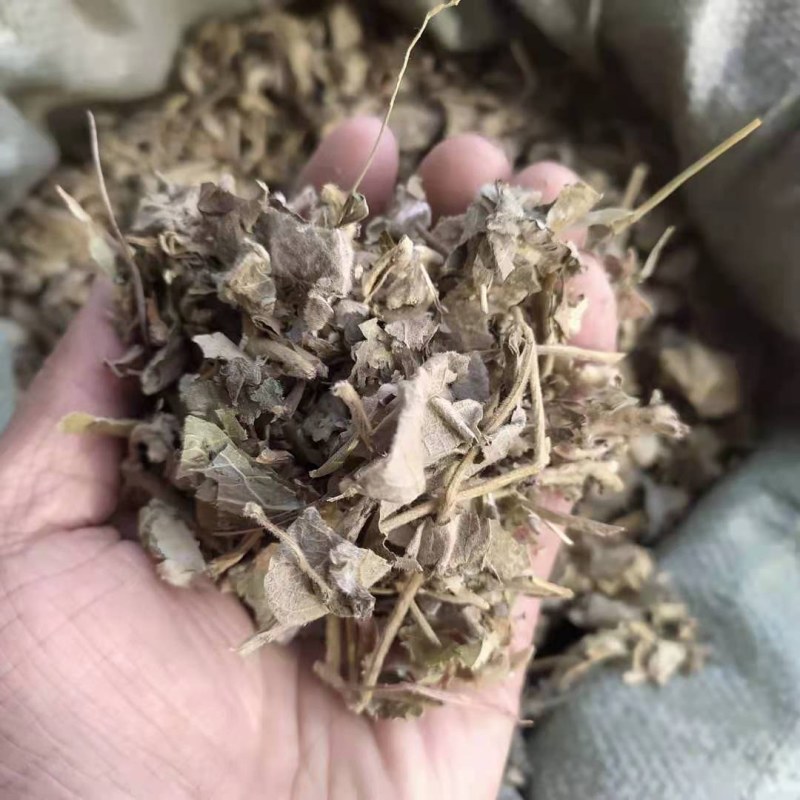 寻骨风产地直供支持线上交易可搭配多品种采购大货联系