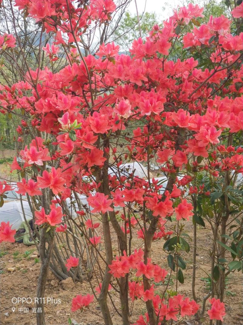国旗红映山红杜鹃，截杆，全冠，生熟货都有