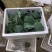 浙江台州江苏精品西兰花发货。美青阳光国王-台绿-品质保证