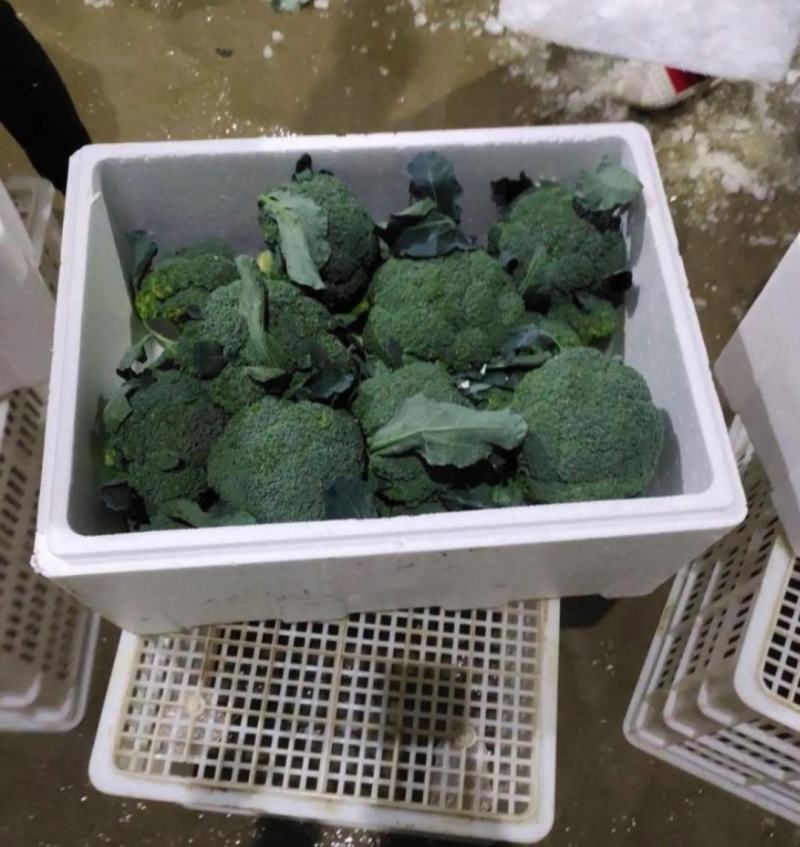 浙江台州江苏精品西兰花发货。美青阳光国王-台绿-品质保证